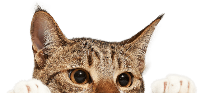 кот Василий